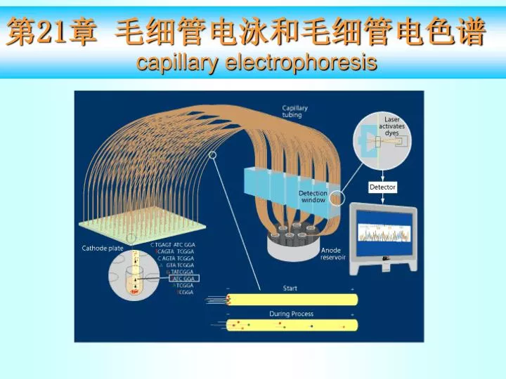21 capillary electrophoresis