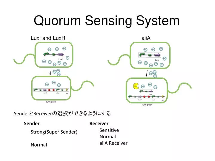 quorum sensing system