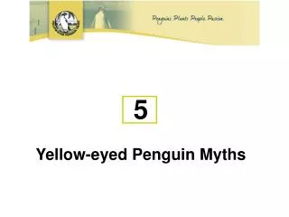 5 Yellow-eyed Penguin Myths