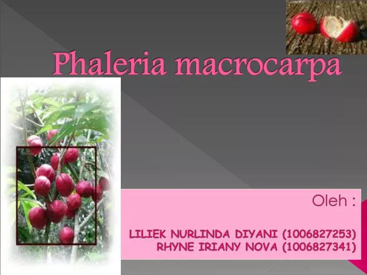 phaleria macrocarpa