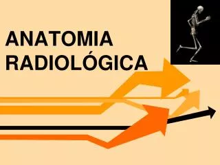 anatomia radiol gica