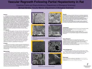 Vascular Regrowth Following Partial Hepatectomy in Rat