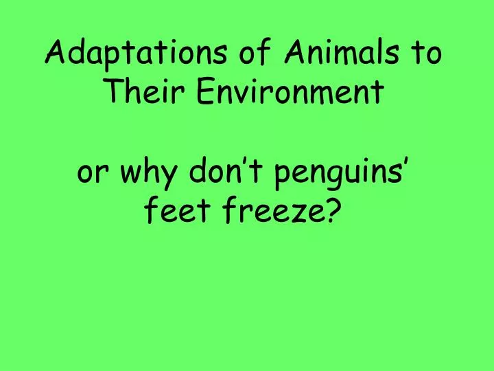 adaptations of animals to their environment or why don t penguins feet freeze