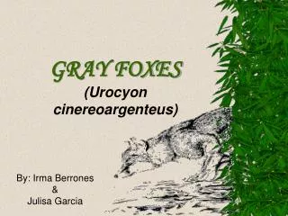 GRAY FOXES (Urocyon cinereoargenteus)