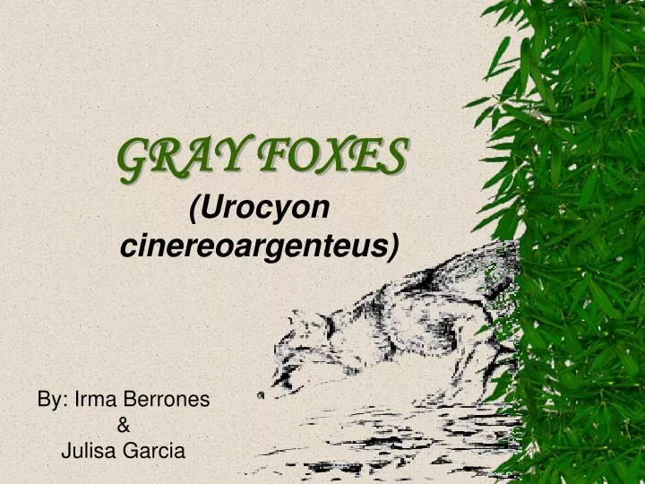 gray foxes urocyon cinereoargenteus