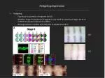 Hedgehog Expression - slide 1
