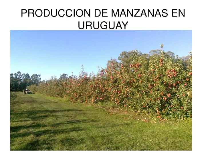 produccion de manzanas en uruguay