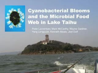 Cyanobacterial Blooms and the Microbial Food Web in Lake Taihu
