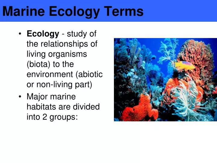 marine ecology terms