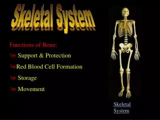 Functions of Bone: