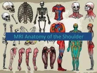 MRI Anatomy of the Shoulder