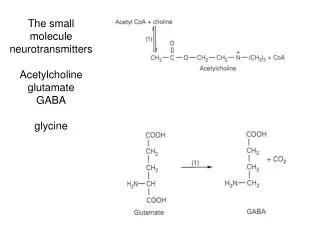 The small molecule neurotransmitters Acetylcholine glutamate GABA glycine