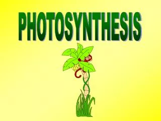 PHOTOSYNTHESIS