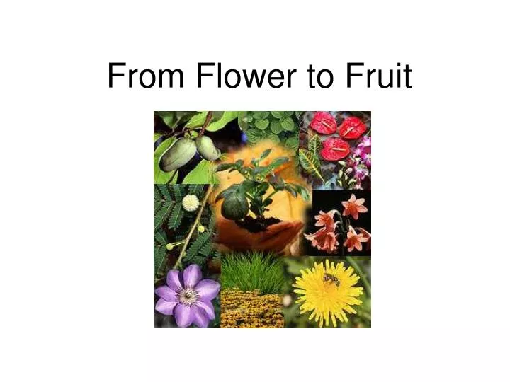 from flower to fruit