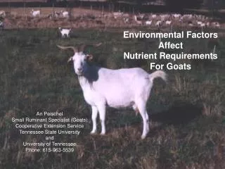 Environmental Factors Affect Nutrient Requirements For Goats