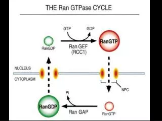 Transport through the nuclear pores