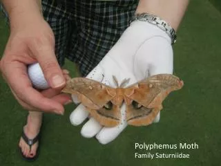 Polyphemus Moth Family Saturniidae