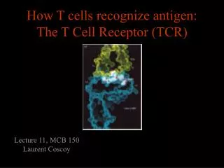 How T cells recognize antigen: The T Cell Receptor (TCR)