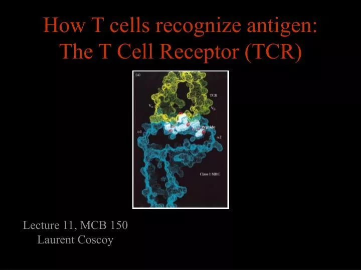 how t cells recognize antigen the t cell receptor tcr