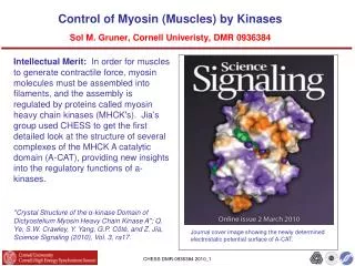 Control of Myosin (Muscles) by Kinases Sol M. Gruner, Cornell Univeristy, DMR 0936384