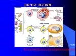 מערכת החיסון - slide 1