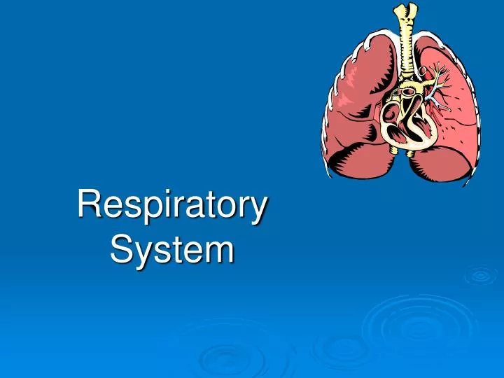 respiratory system