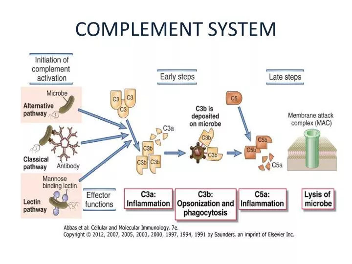 complement system