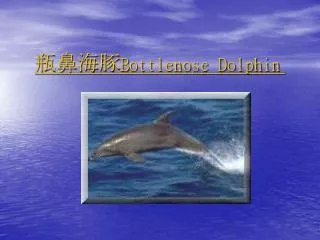 bottlenose dolphin
