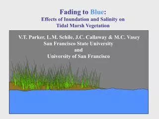 Fading to Blue : Effects of Inundation and Salinity on Tidal Marsh Vegetation