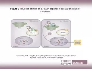 Figure 3 Influence of mHtt on SREBP-dependent cellular cholesterol synthesis