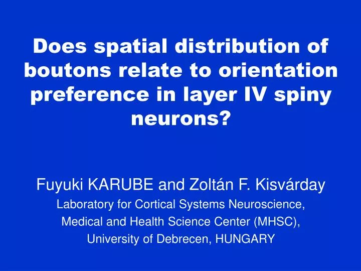 does spatial distribution of boutons relate to orientation preference in layer iv spiny neurons
