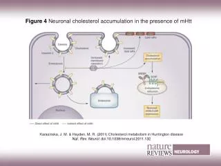 Figure 4 Neuronal cholesterol accumulation in the presence of mHtt