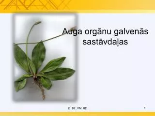 auga org nu galven s sast vda as