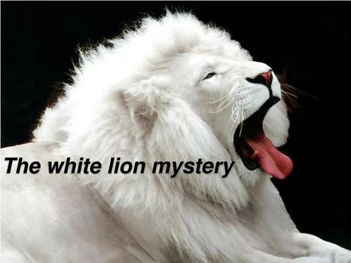 the white lion mystery