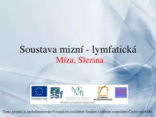 soustava mizn lymfatick