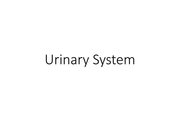 urinary system