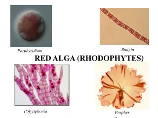 RED ALGA (RHODOPHYTES)