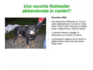 una vecchia rottweiler abbandonata in canile