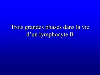 trois grandes phases dans la vie d un lymphocyte b