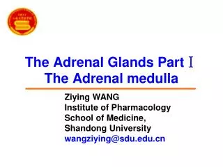 The Adrenal Glands Part ? The Adrenal medulla
