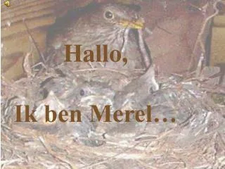 hallo ik ben merel