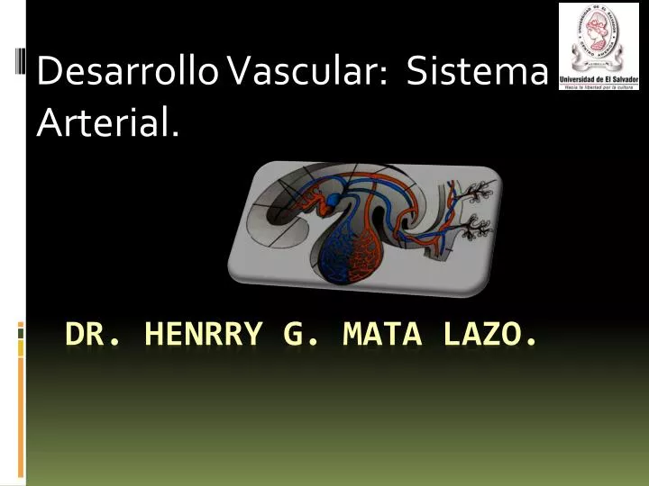 desarrollo vascular sistema arterial