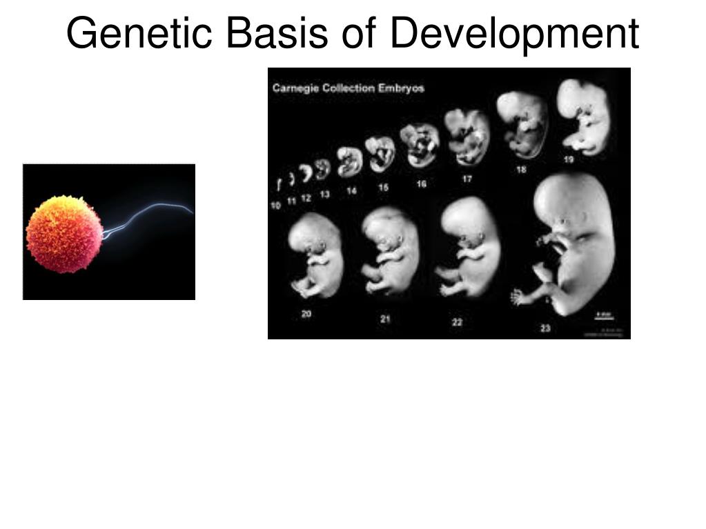 PPT - Genetic Basis of Development PowerPoint Presentation, free ...