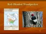 Red-Headed Woodpecker - slide 1
