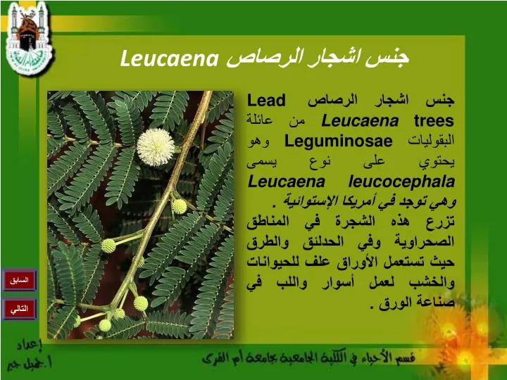 leucaena