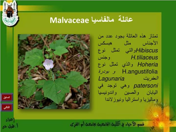 malvaceae