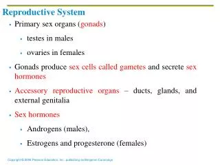 Reproductive System