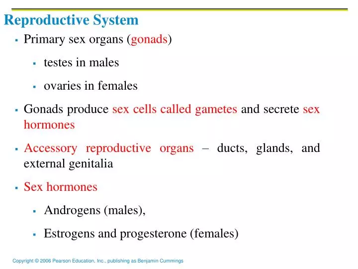 reproductive system