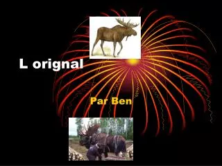 l orignal