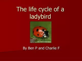 The life cycle of a ladybird